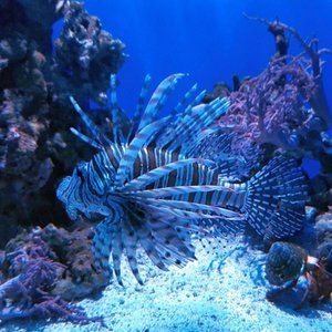LION FISH 3 ~ 8" X 10" photo